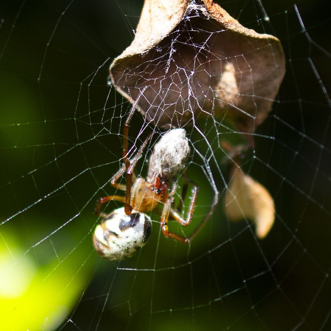 Phonognatha graeffei - Leaf curling spider Moth muncher Australia,Fall,Geotagged,Leaf-curling Spider,Phonognatha graeffei