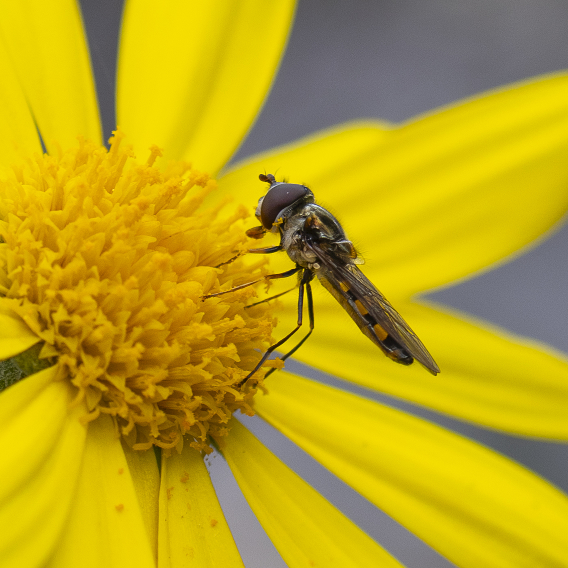 Hoverfly  Australia,Fall,Geotagged