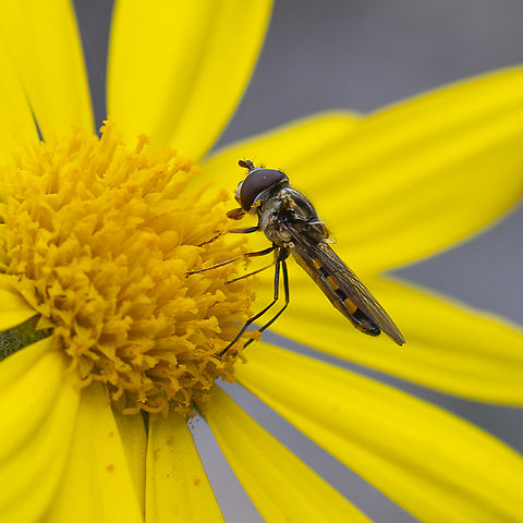 Hoverfly  Australia,Fall,Geotagged