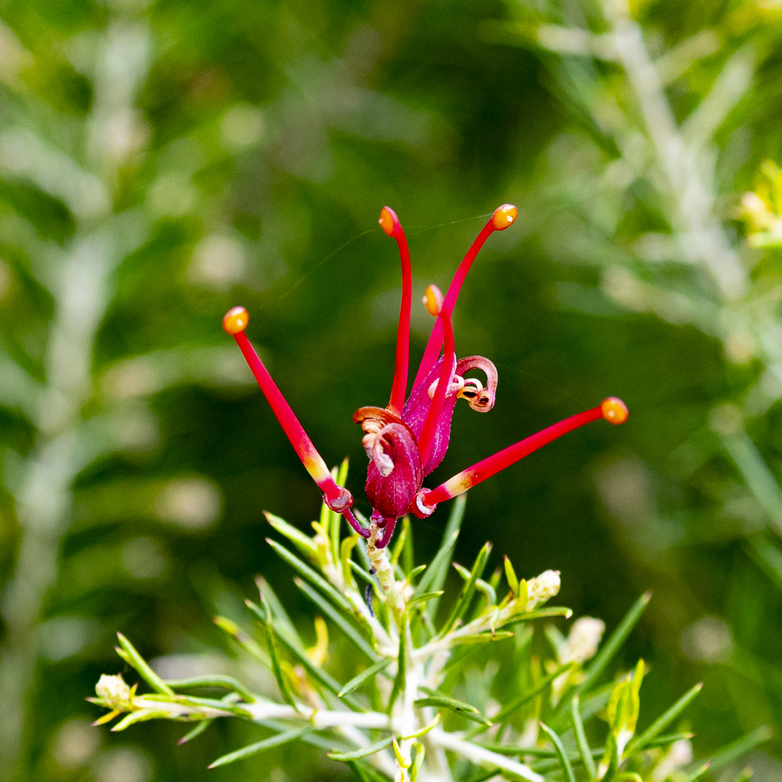 Grevillea junerperina  Australia,Fall,Geotagged,Grevillea juniperina,Prickly spider-flower