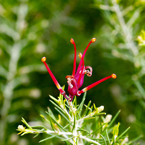Grevillea junerperina  Australia,Fall,Geotagged,Grevillea juniperina,Prickly spider-flower