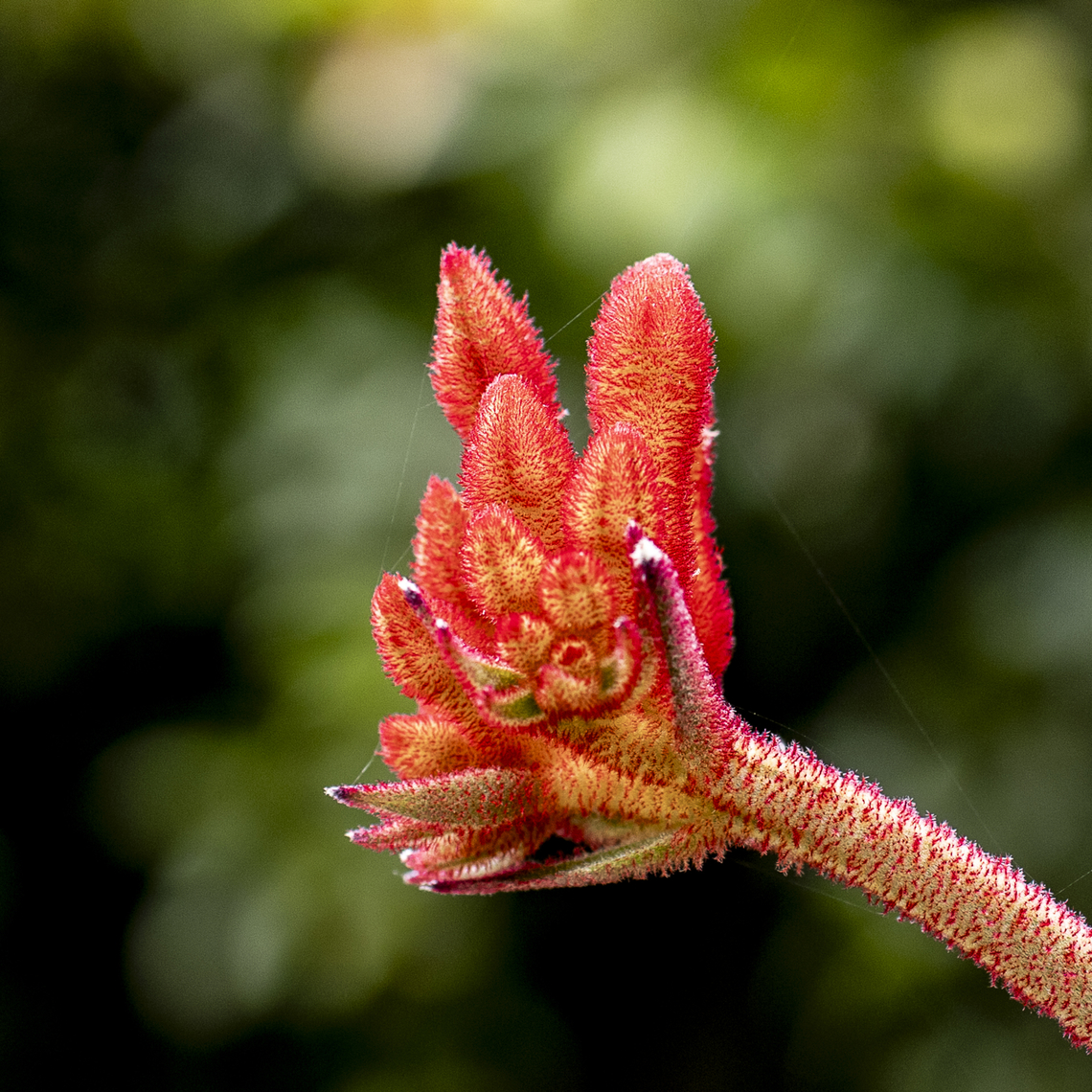 Kangaroo Paw - Anigozanthos rufus Native to SW Western Australia Anigozanthos rufus,Australia,Fall,Geotagged,Red Kangaroo Paw