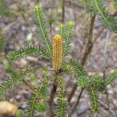 Banksia ericifolia  Australia,Banksia ericifolia,Fall,Geotagged,Heath-leaved Banksia