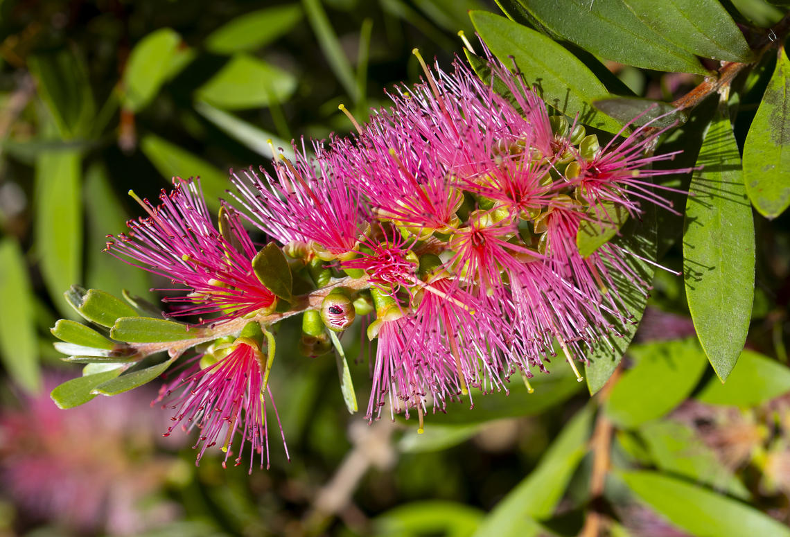 Callistemon speciosus  Albany bottlebrush,Australia,Geotagged,Melaleuca glauca,Summer