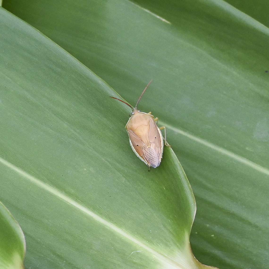 Two-dots Gum Tree Shield Bug - Poecilometis parilis  Australia,Geotagged,Poecilometis parilis,Summer,Two-dots Gum Tree Shield Bug