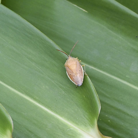 Two-dots Gum Tree Shield Bug - Poecilometis parilis  Australia,Geotagged,Poecilometis parilis,Summer,Two-dots Gum Tree Shield Bug