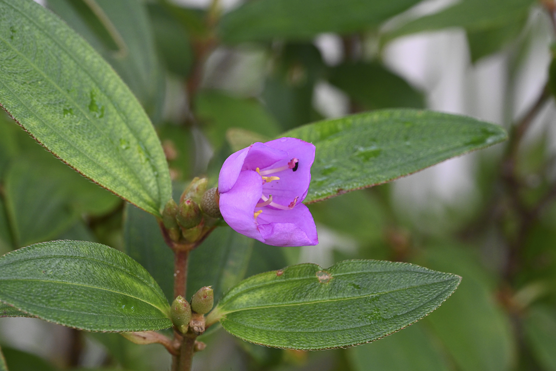 Melastoma affine - straits rhodadendron  Australia,Geotagged,Melastoma affine,Summer
