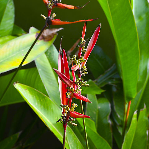 Heliconia hirsuta In a tropical garden Australia,Geotagged,Heliconia hirsuta,Summer