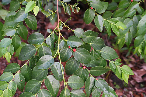 Breynia vitis-idaea  Australia,Breynia vitis-idaea,Geotagged,Summer