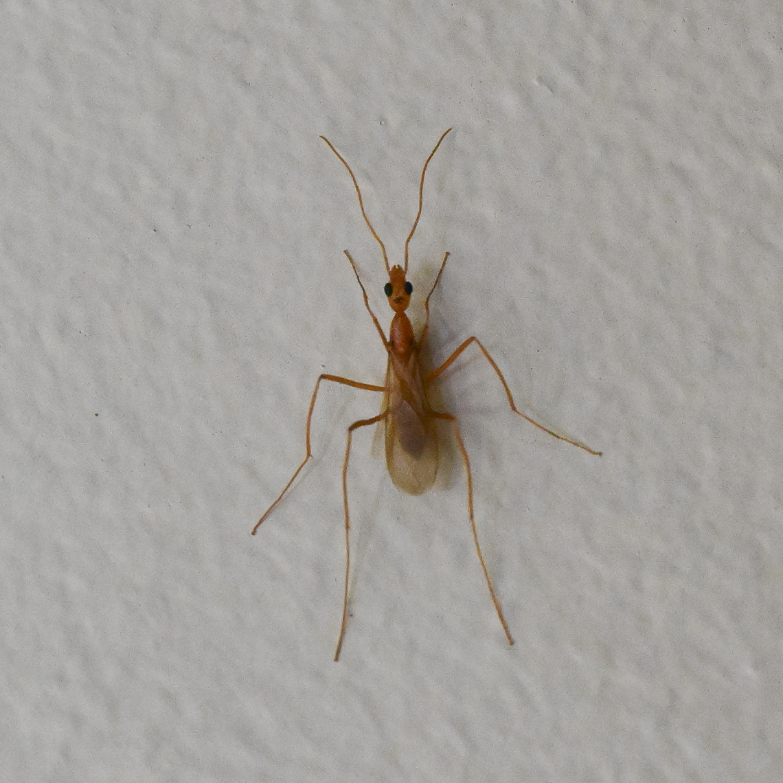 Whitsunday wasp mimic Whitsunday Wasp mimic, long legged winged male ant possibly spider ant Leptomyrmex sp Dololichoderinae Formicidae Hymenoptera  Australia,Geotagged,Summer