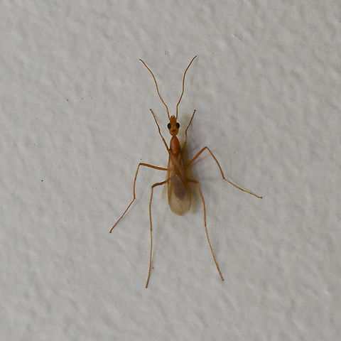 Whitsunday wasp mimic Whitsunday Wasp mimic, long legged winged male ant possibly spider ant Leptomyrmex sp Dololichoderinae Formicidae Hymenoptera  Australia,Geotagged,Summer