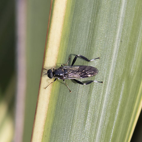 Exaireta spinigera  Australia,Exaireta spinigera,Fall,Garden soldier fly,Geotagged