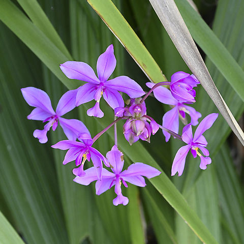 Purple ground orchid - Spathoglottis plicata - Philippine ground orchid  Australia,Geotagged,Philippine Ground Orchid,Spathoglottis plicata,Summer