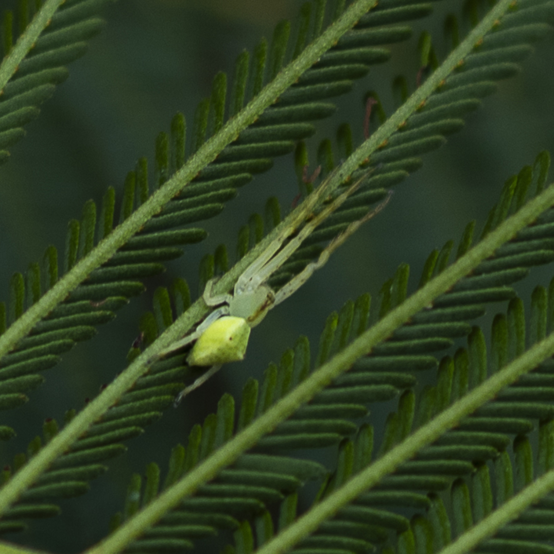 Red-tipped Crab Spider   Sidymella rubrosignata Legs look very long in this pose. Australia,Geotagged,Red-tipped Crab Spider,Sidymella rubrosignata,Sidymella trapezia,Summer,Trapezoid crab spider