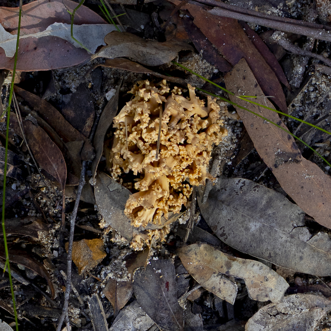 Coral Fungus - Ramaria anziana ?  Australia,Fall,Geotagged