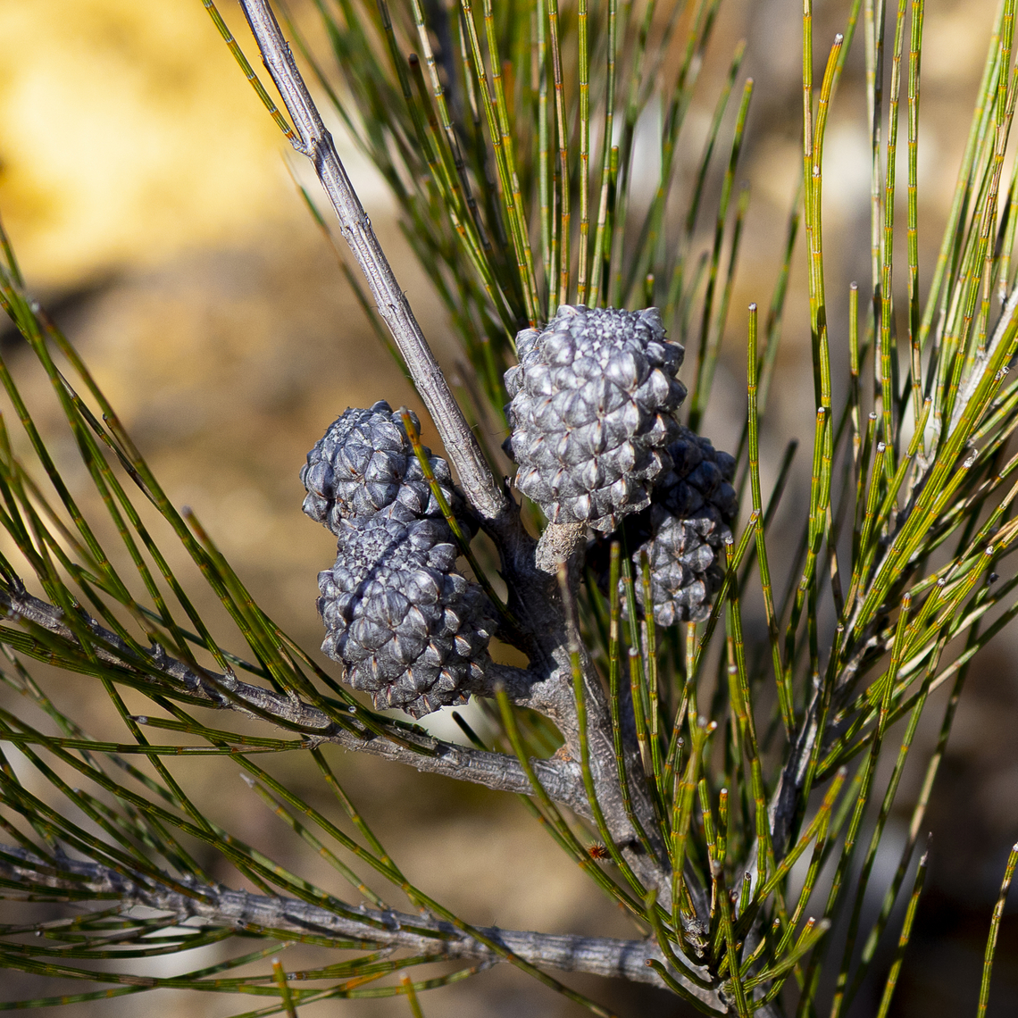 Allocasuarina distyla  Allocasuarina distyla,Australia,Fall,Geotagged,Scrub Sheoak