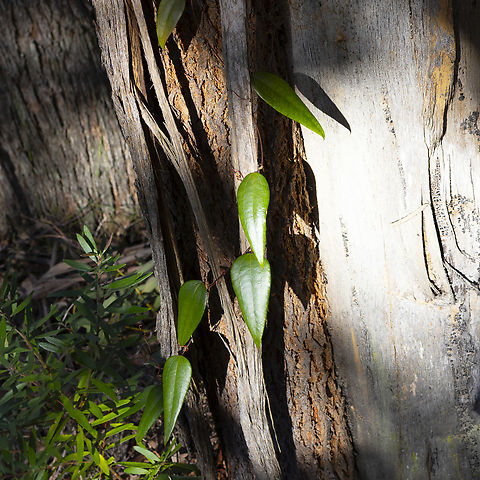 Creeper/Vine  Australia,Fall,Geotagged