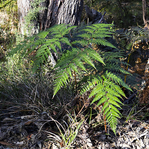 Pteris tremula  Australia,Fall,Geotagged,Pteris tremula