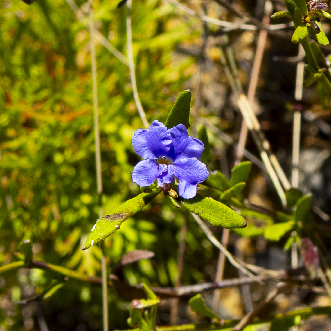 Blue Dampiera   Dampiera stricta  Australia,Blue Dampiera,Dampiera stricta,Fall,Geotagged