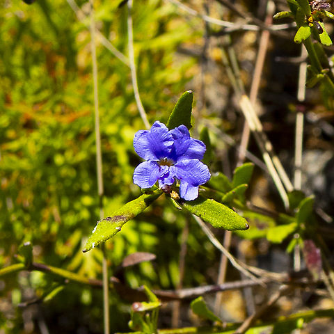 Blue Dampiera   Dampiera stricta  Australia,Blue Dampiera,Dampiera stricta,Fall,Geotagged