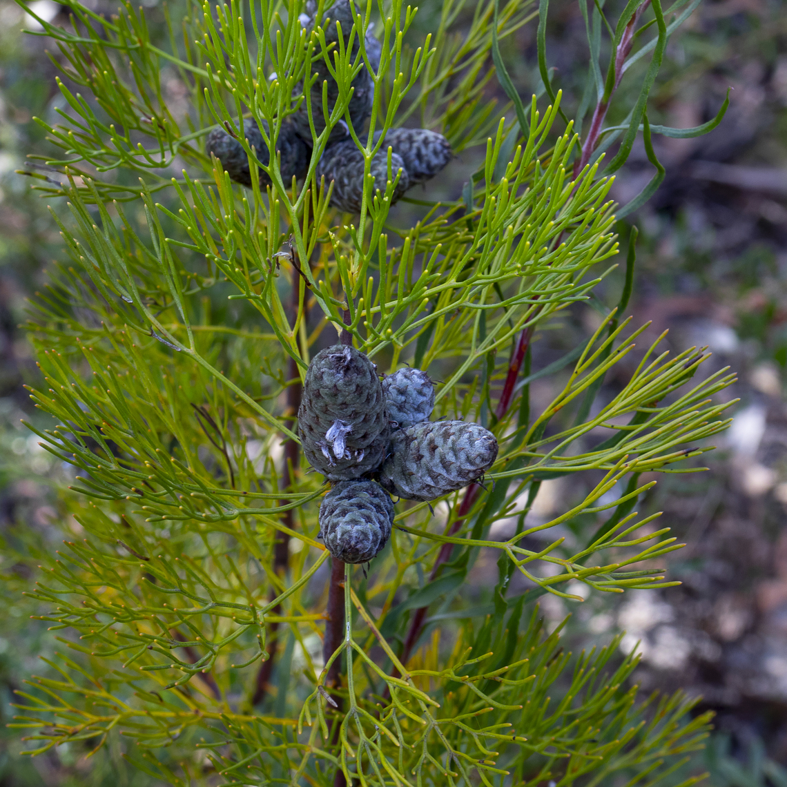 Petrophile pulchella  Australia,Conesticks,Fall,Geotagged,Petrophile pulchella