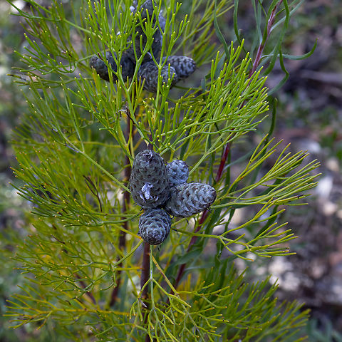Petrophile pulchella  Australia,Conesticks,Fall,Geotagged,Petrophile pulchella