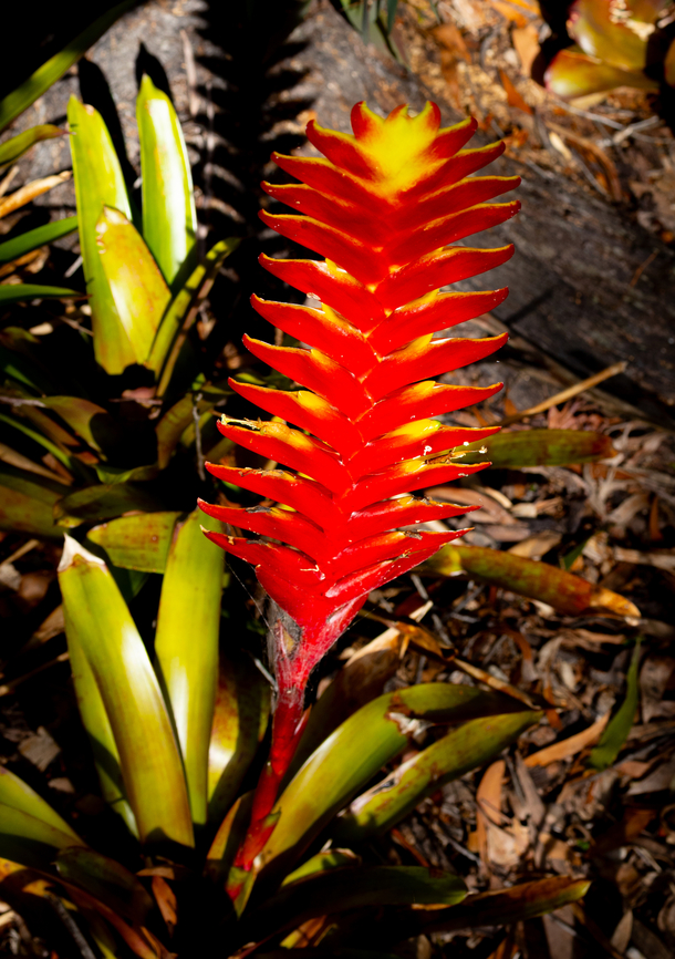 Vriesea carinata A welcome colour in our winter garden. A long way from south eastern Brazil Australia,Fall,Geotagged,Vriesea Carinata,Vriesea carinata