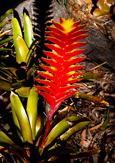 Vriesea carinata A welcome colour in our winter garden. A long way from south eastern Brazil Australia,Fall,Geotagged,Vriesea Carinata,Vriesea carinata