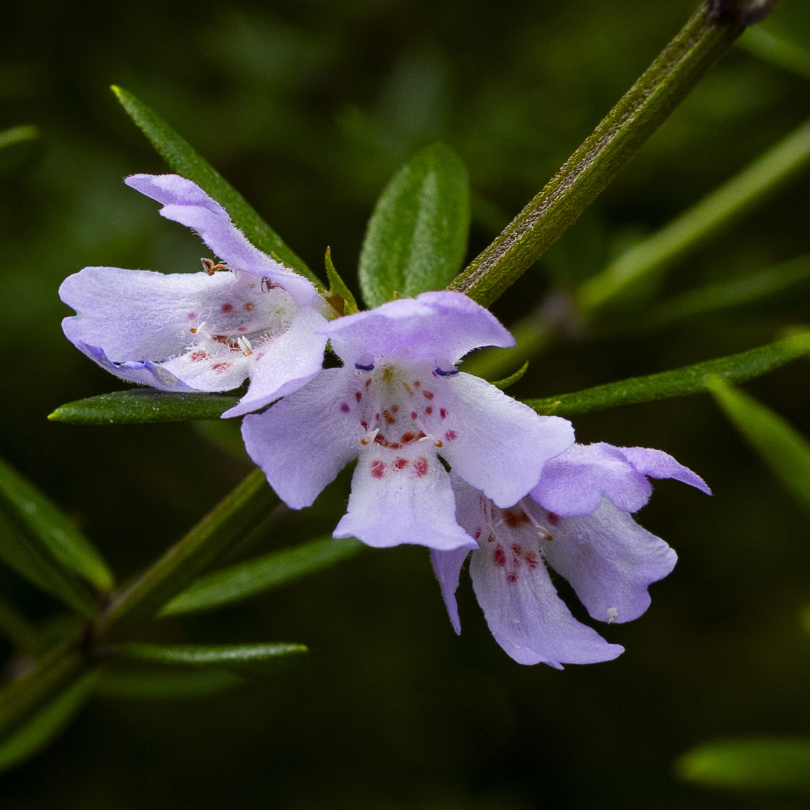 Westringia fruticosa  Australia,Coastal Rosemary,Fall,Geotagged,Westringia fruticosa