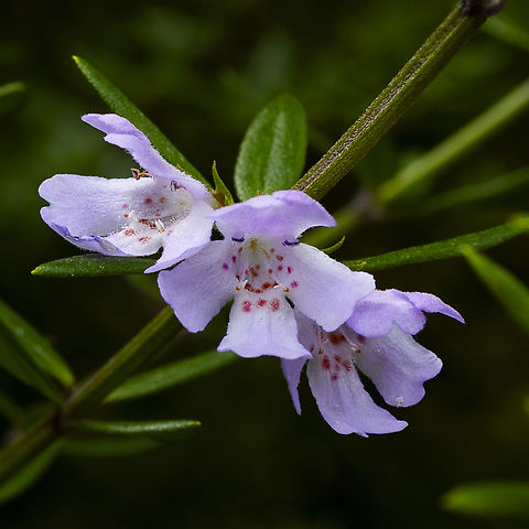 Westringia fruticosa  Australia,Coastal Rosemary,Fall,Geotagged,Westringia fruticosa