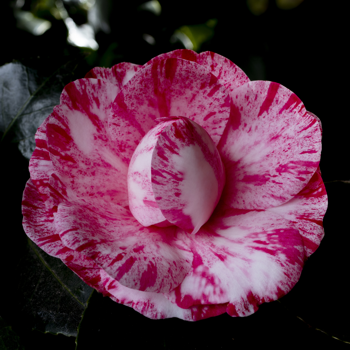 Camelia japonica Natural marble Australia,Camellia japonica,Fall,Geotagged,Japanese Camellia