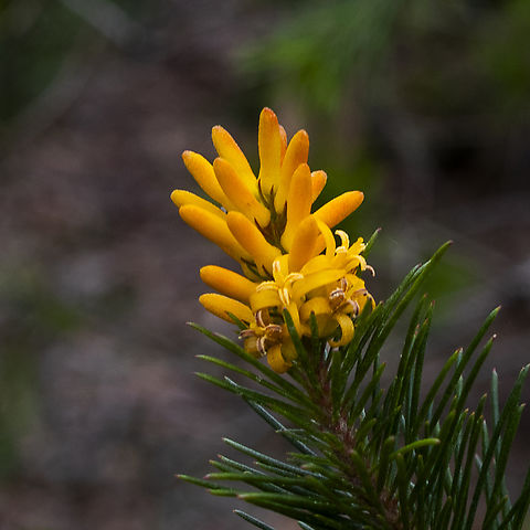 Persoonia pinifolia  Australia,Fall,Geotagged,Persoonia pinifolia,Pine-leaved geebung