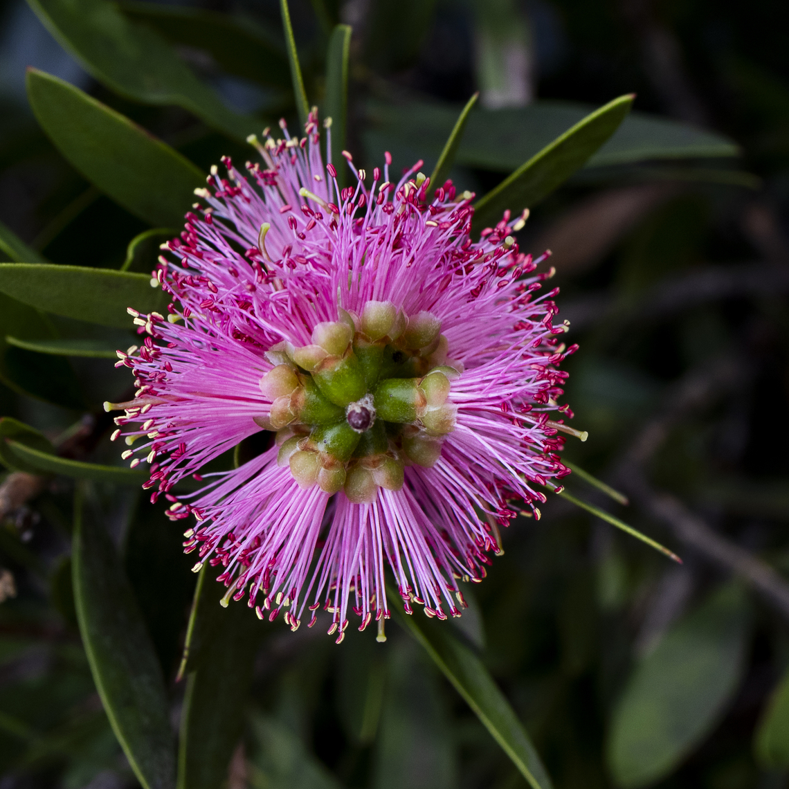 Callistemon  Australia,Fall,Geotagged