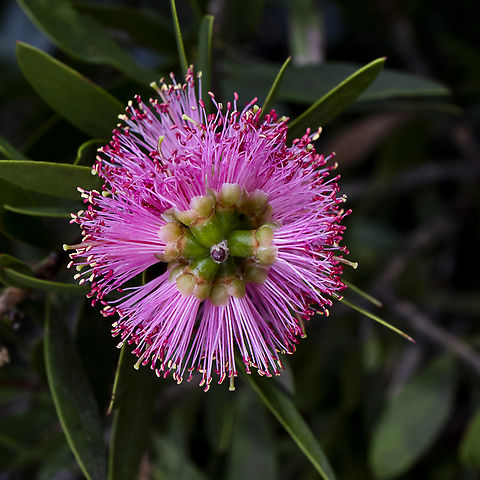 Callistemon  Australia,Fall,Geotagged