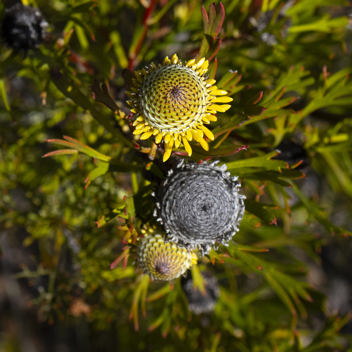 Isopogon anemonifolius - Broad - leaved drumsticks  Australia,Broad-leaved Drumsticks,Geotagged,Isopogon anemonifolius,Winter