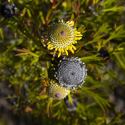 Isopogon anemonifolius - Broad - leaved drumsticks  Australia,Broad-leaved Drumsticks,Geotagged,Isopogon anemonifolius,Winter