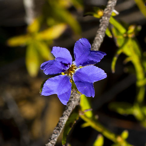 Dampiera stricta  Blue Dampiera,Dampiera stricta