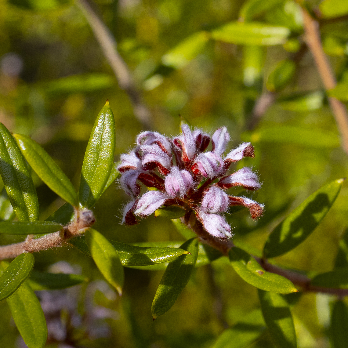 Grevillia buxifolia - Grey spider flower Very nice and detailed. Australia,Geotagged,Grevillea buxifolia,Grey spider flower,Winter