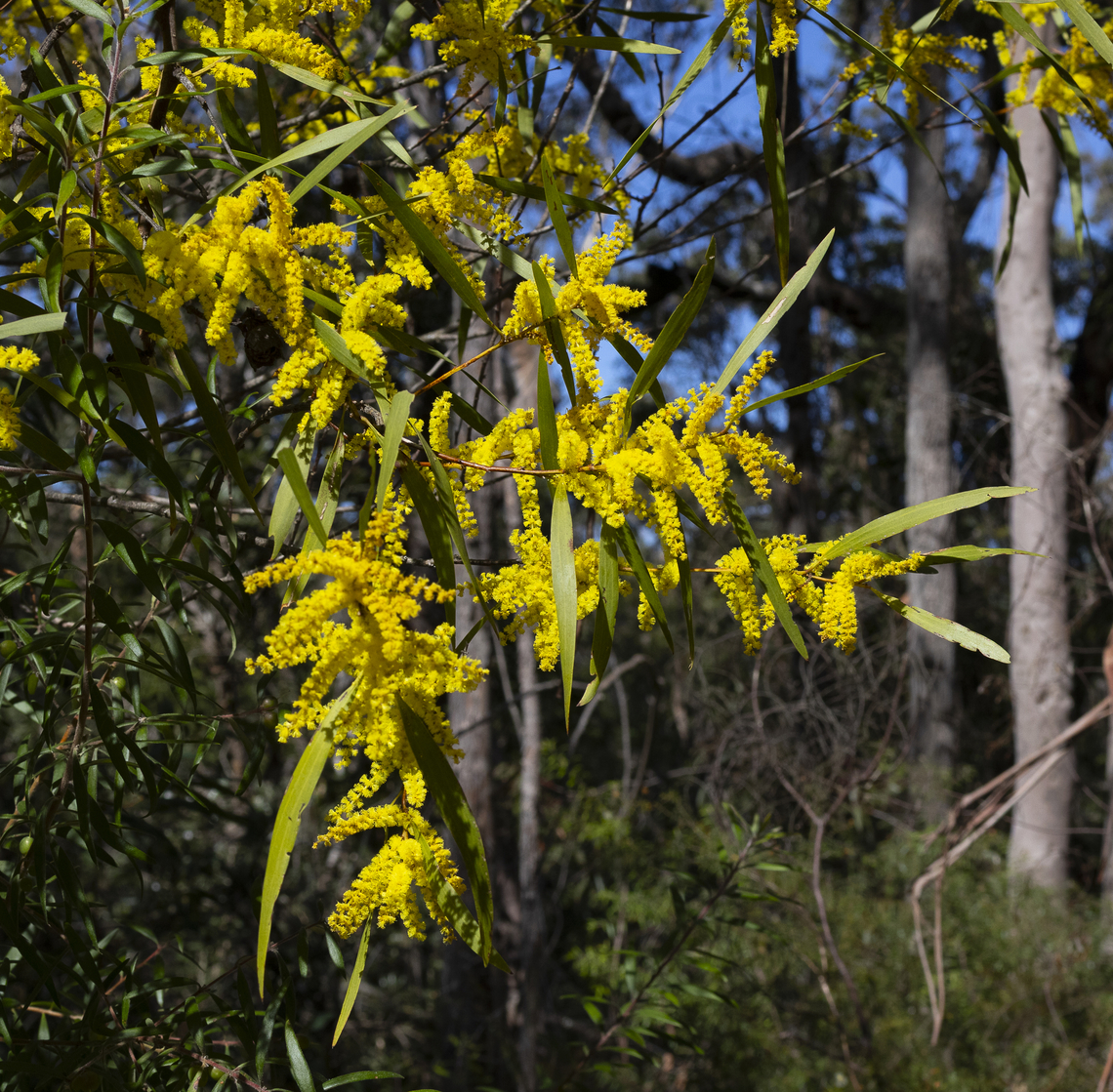 Acacia longifolia  Acacia longifolia,Australia,Geotagged,Golden Wattle,Winter