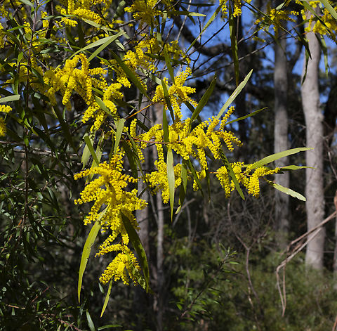 Acacia longifolia  Acacia longifolia,Australia,Geotagged,Golden Wattle,Winter