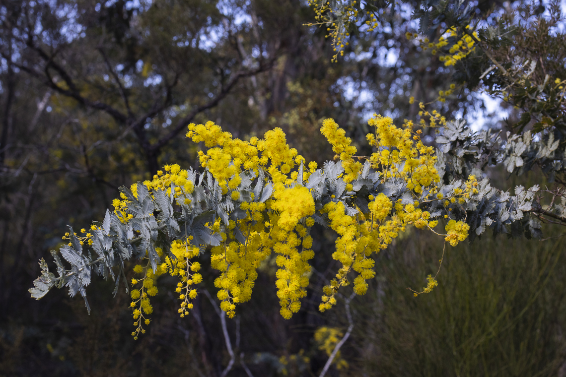 Cootamundra wattle - Acacia baileyana  Acacia baileyana,Australia,Cootamundra wattle,Geotagged,Winter