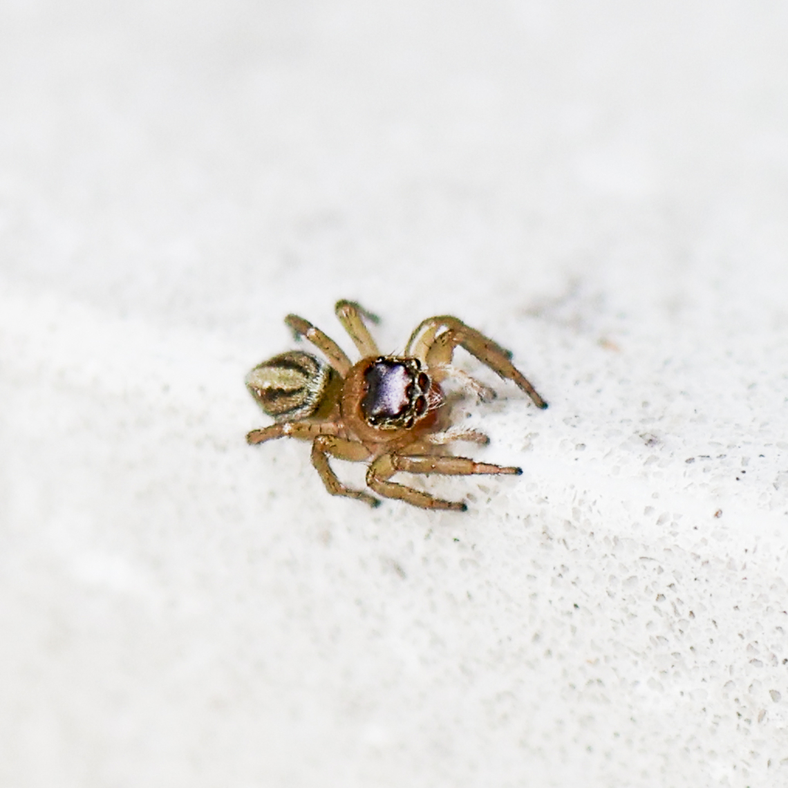 Maratus scutulatus - White Garland House Hopper  Australia,Geotagged,Maratus scutulatus,Spring