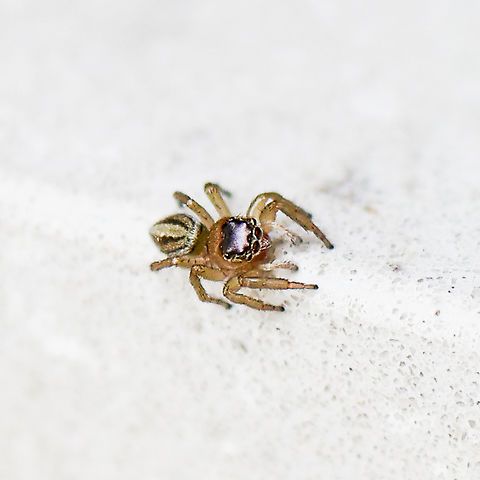 Maratus scutulatus - White Garland House Hopper  Australia,Geotagged,Maratus scutulatus,Spring