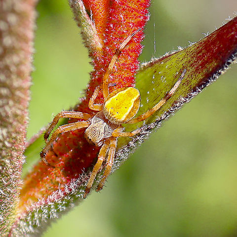 Spider - Orb Weaver - Salsa fulginata  Australia,Geotagged,Salsa fuliginata,Sooty Orbweaver,Spring