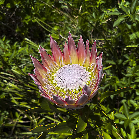 King Protea    -  Protea cynaroides On a morning walk - iphone in hand Australia,Geotagged,King protea,Protea cynaroides,Spring