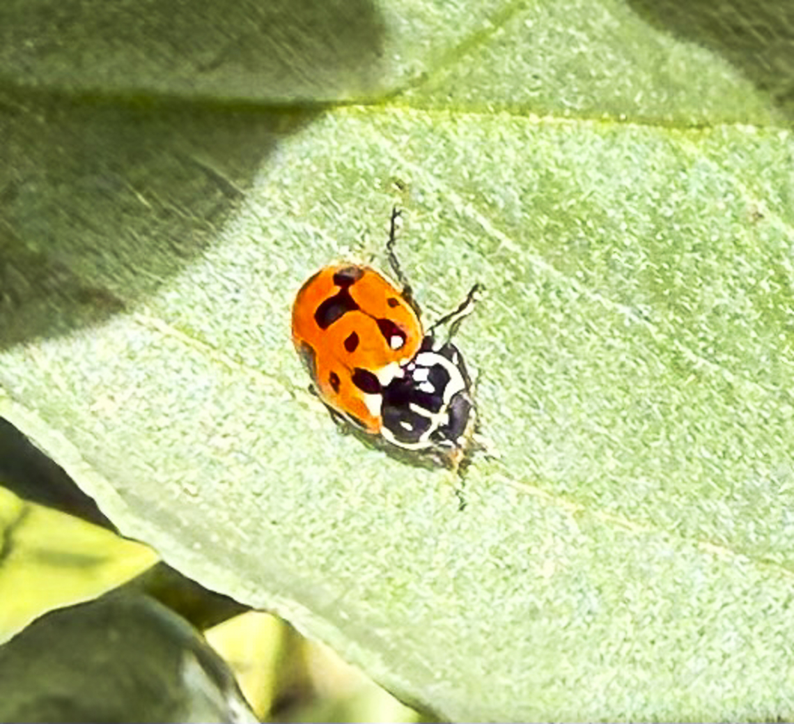 Hippodamia variegata  Adonis ladybird,Australia,Geotagged,Hippodamia variegata,Spring
