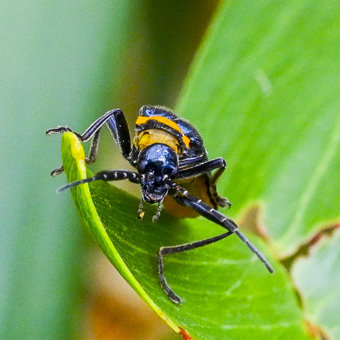 Plague Soldier Beetle  Australia,Chauliognathus lugubris,Geotagged,Plague Soldier Beetle,Summer