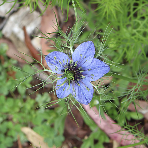 Nigella damascena  Australia,Geotagged,Love-in-a-mist,Nigella damascena,Spring