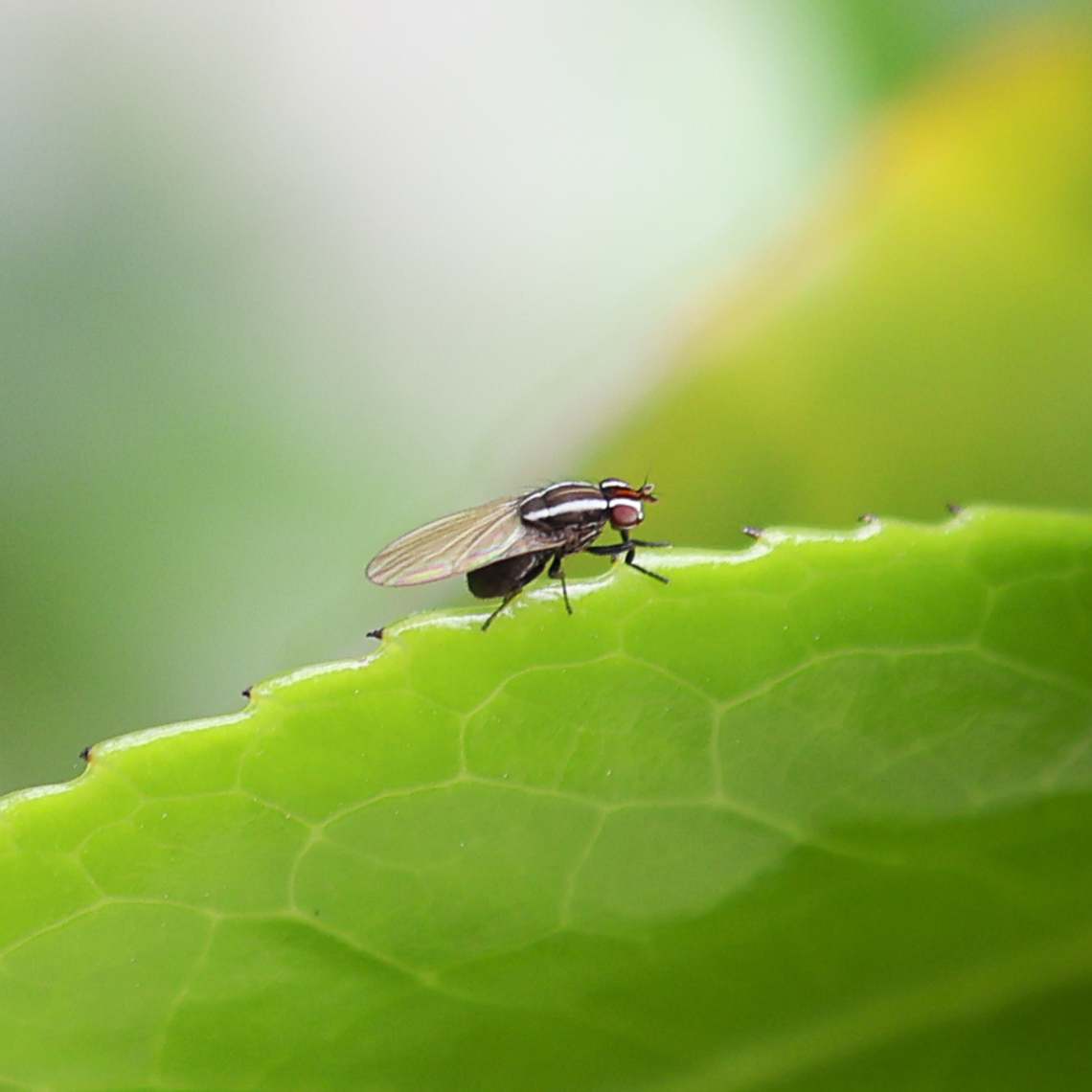 Genus Poecilohetaerus  Australia,Geotagged,Spring
