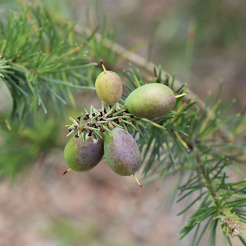 Persoonia pinifolia - Pine-leafed Geebung  Australia,Geotagged,Persoonia pinifolia,Pine-leaved geebung,Spring